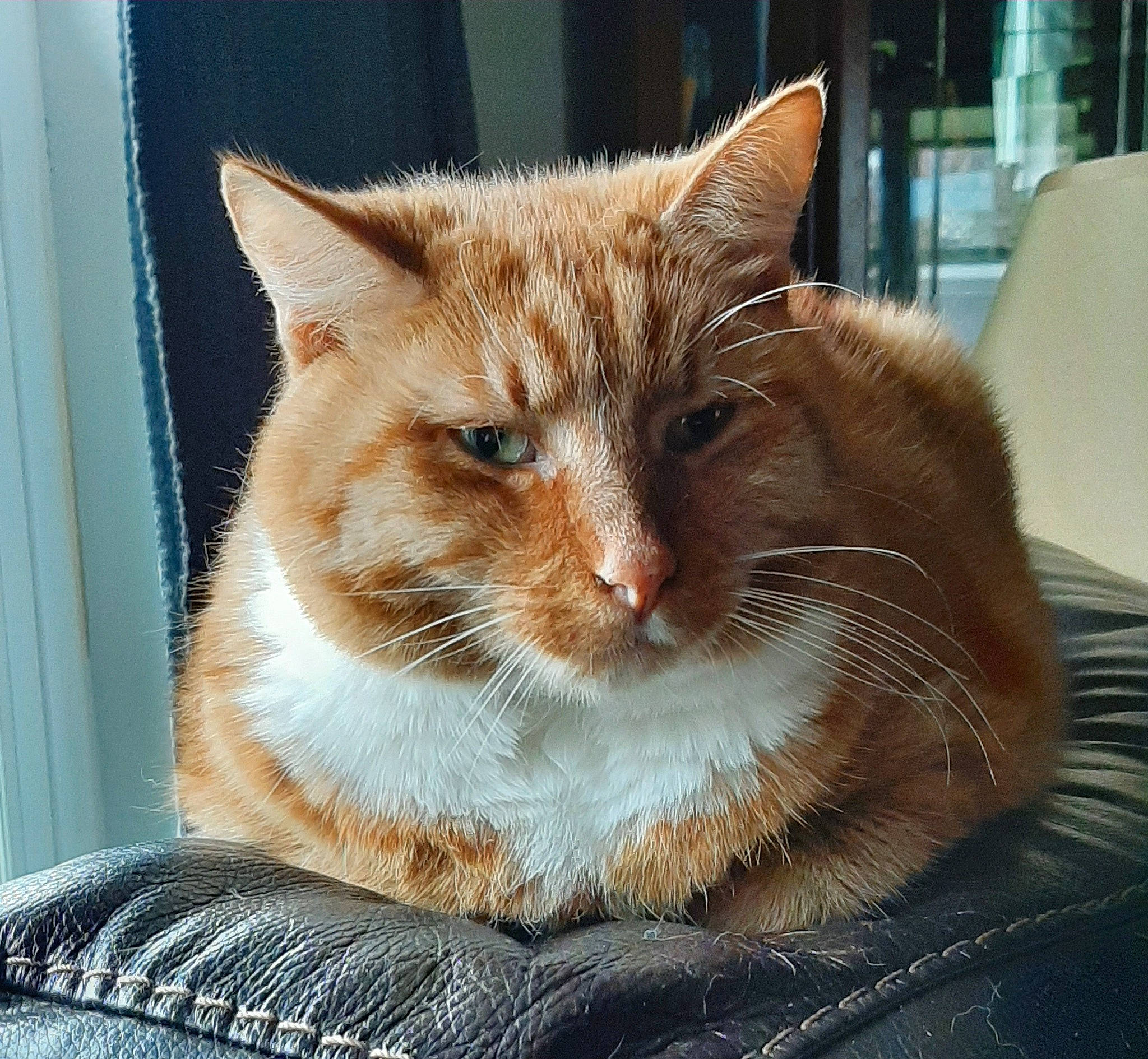 Zoe is registered to the contest to win money with this photo: carnivore, cat, cat_furniture, cat_supply, claw, comfort, domestic_short_haired_cat, fawn, felidae, fur, iris, paw, pet_supply, sitting, small_to_medium_sized_cats, snout, tail, tree, whiskers, window