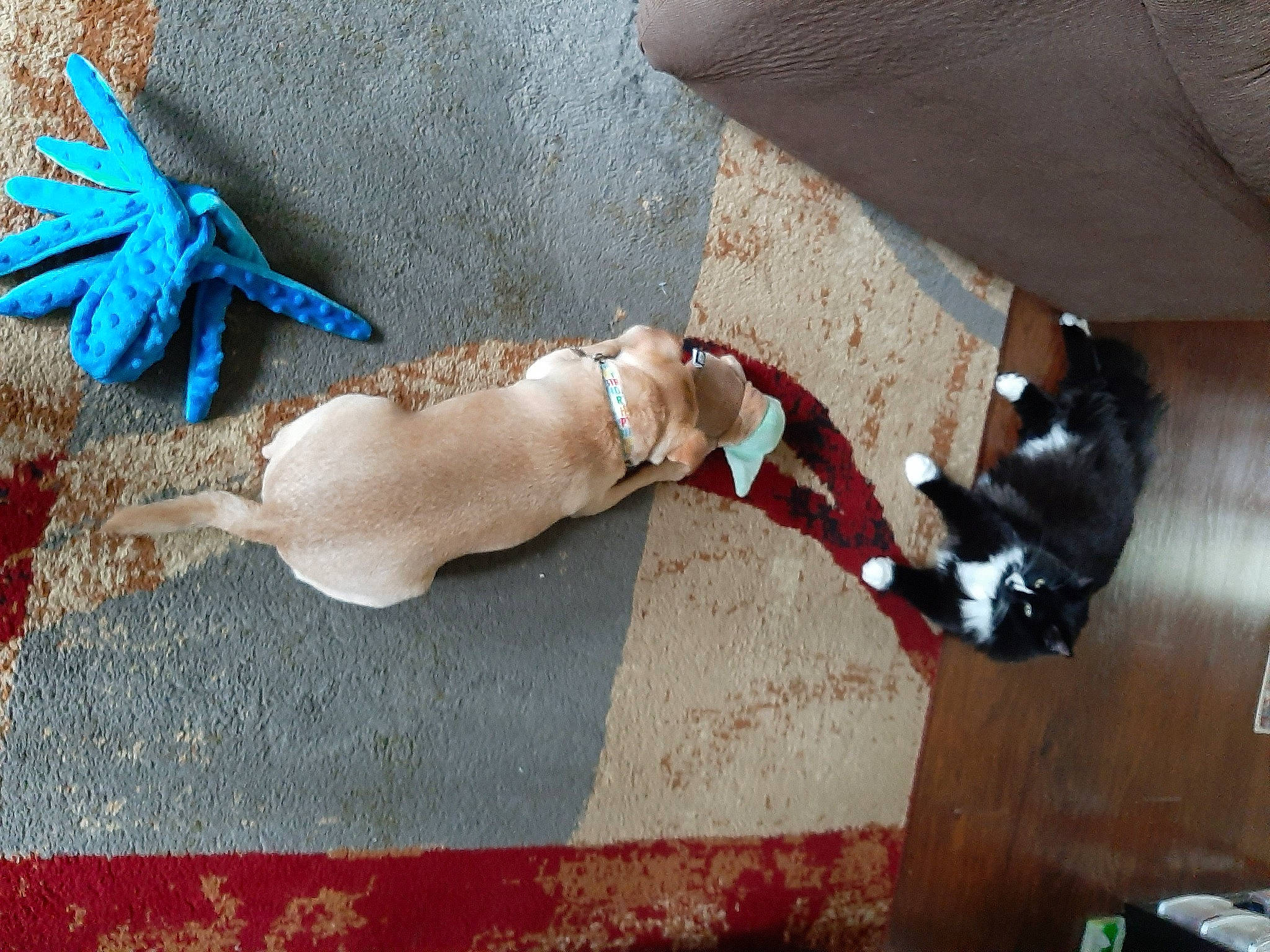 Bailey is registered to the contest to win money with this photo: art, carmine, carnivore, cat, companion_dog, doll, fashion_accessory, fawn, felidae, flooring, fur, hardwood, human_leg, jewellery, leash, mammal, tail, toy, vertebrate, wood