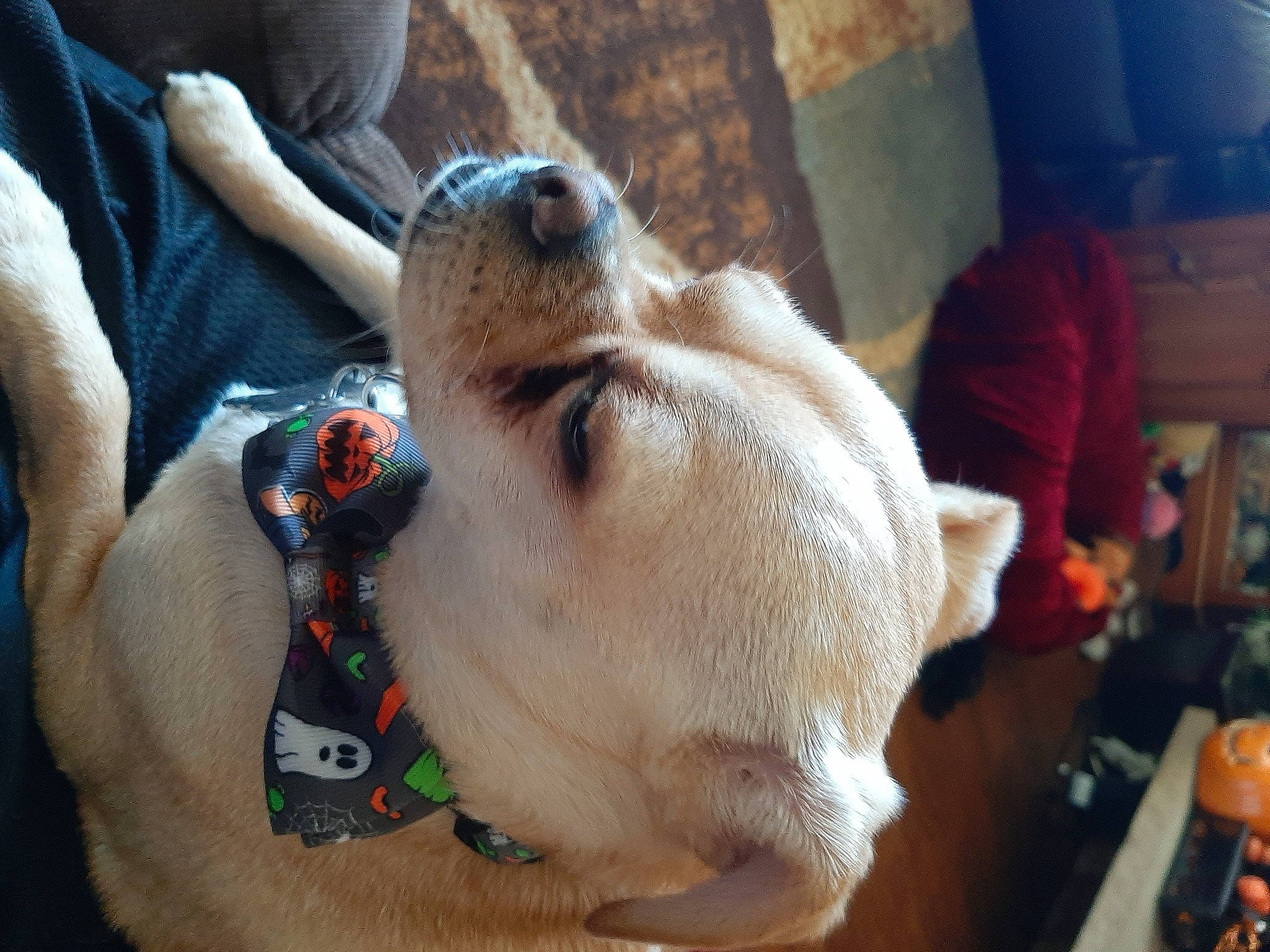 Bailey joined the competition — help win amazing prizes! canidae, carnivore, collar, companion_dog, dog, dog_breed, dog_collar, ear, fawn, felidae, fur, leash, paw, pet_supply, pomeranian, small_to_medium_sized_cats, snout, sporting_group, whiskers, working_animal