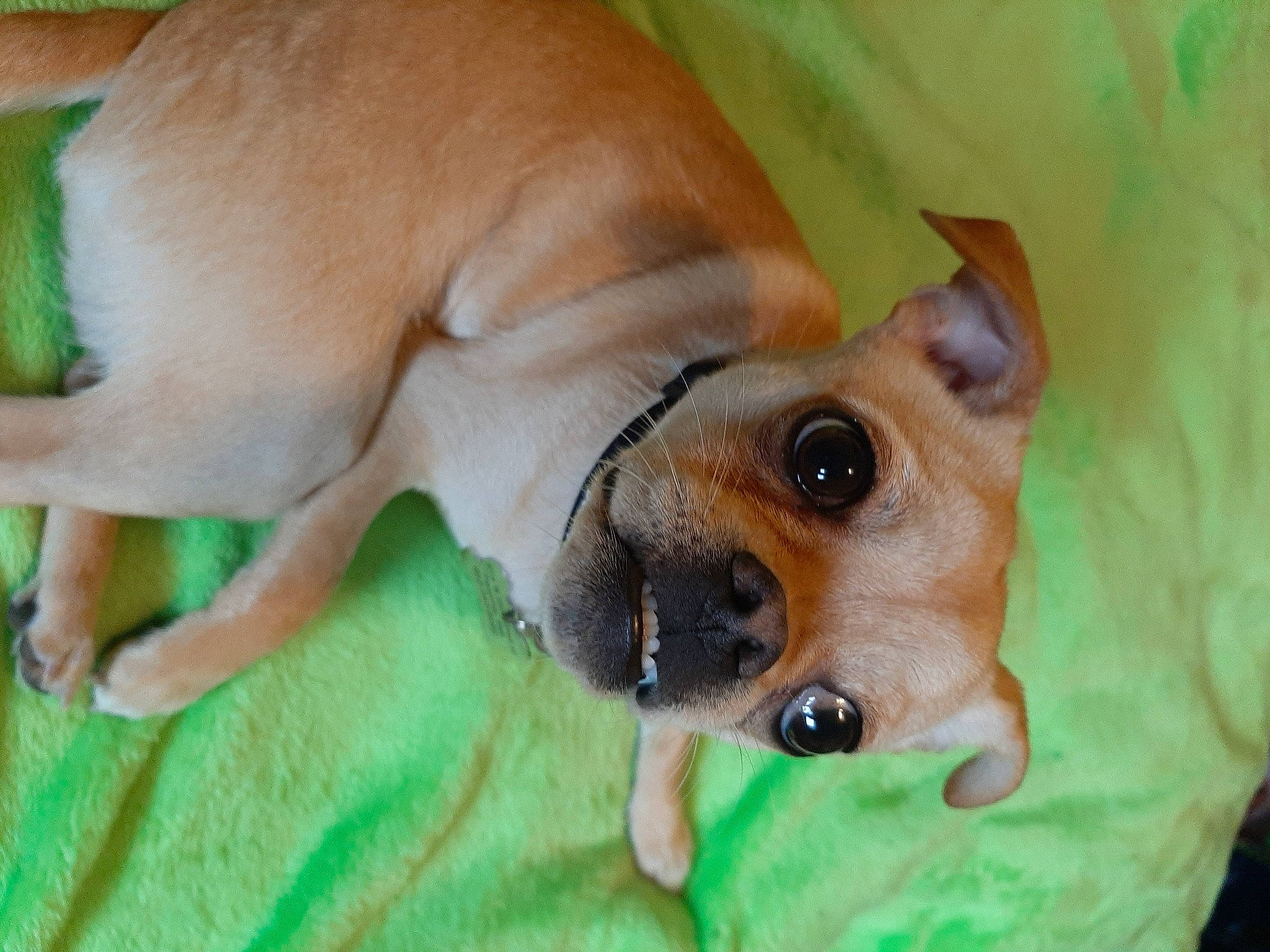 Bailey joined the competition — help win amazing prizes! canidae, carnivore, collar, companion_dog, dog, dog_breed, dog_supply, ear, fawn, fur, great_dane, non_sporting_group, paw, puppy, snout, sporting_group, street_dog, terrestrial_animal, whiskers, working_animal