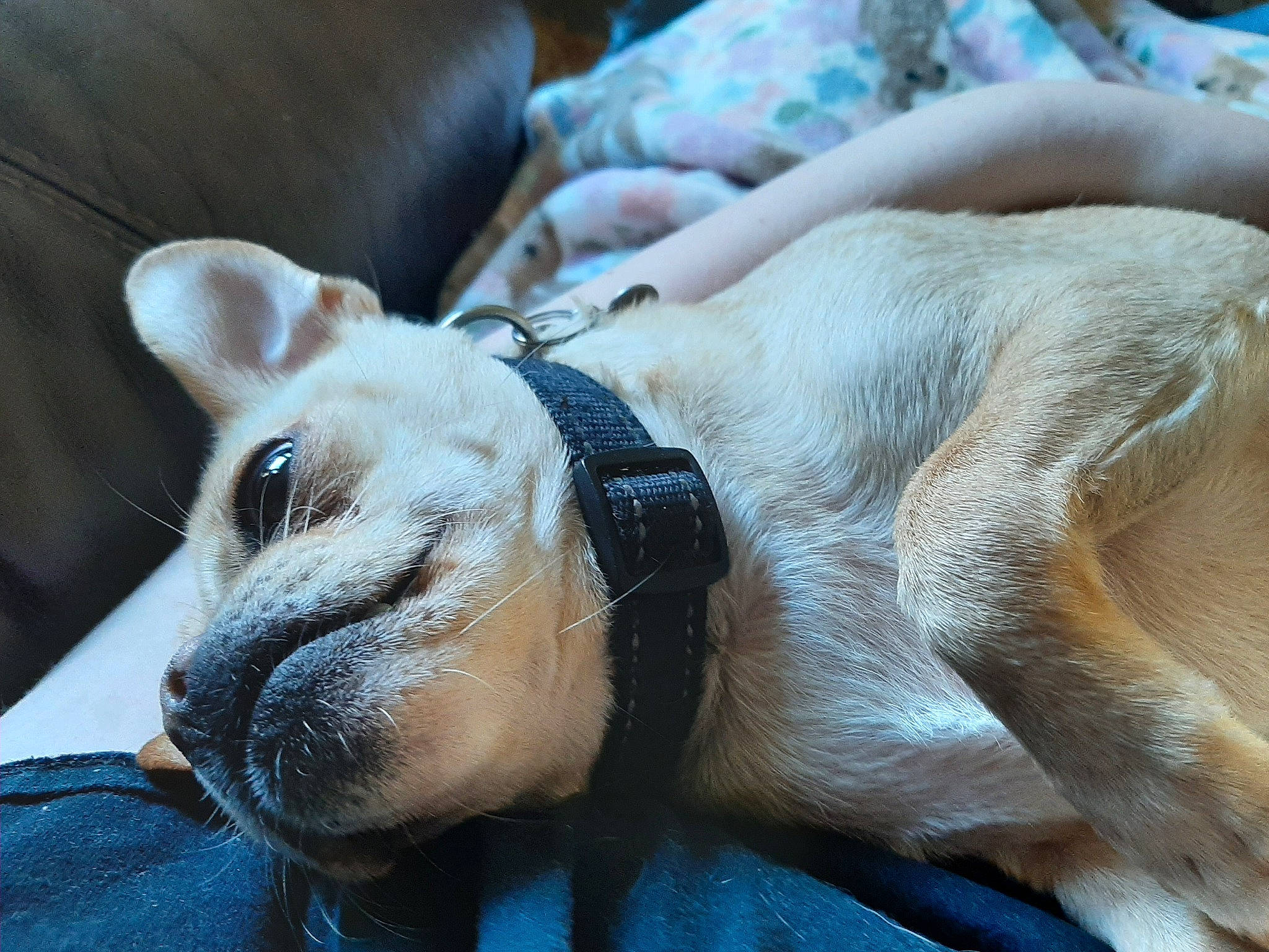 Bailey is registered to the contest to win money with this photo: canidae, carnivore, close_up, collar, comfort, companion_dog, couch, dog, dog_breed, dog_collar, ear, fawn, fur, snout, sporting_group, terrestrial_animal, toy_dog, whiskers, working_animal, wrinkle