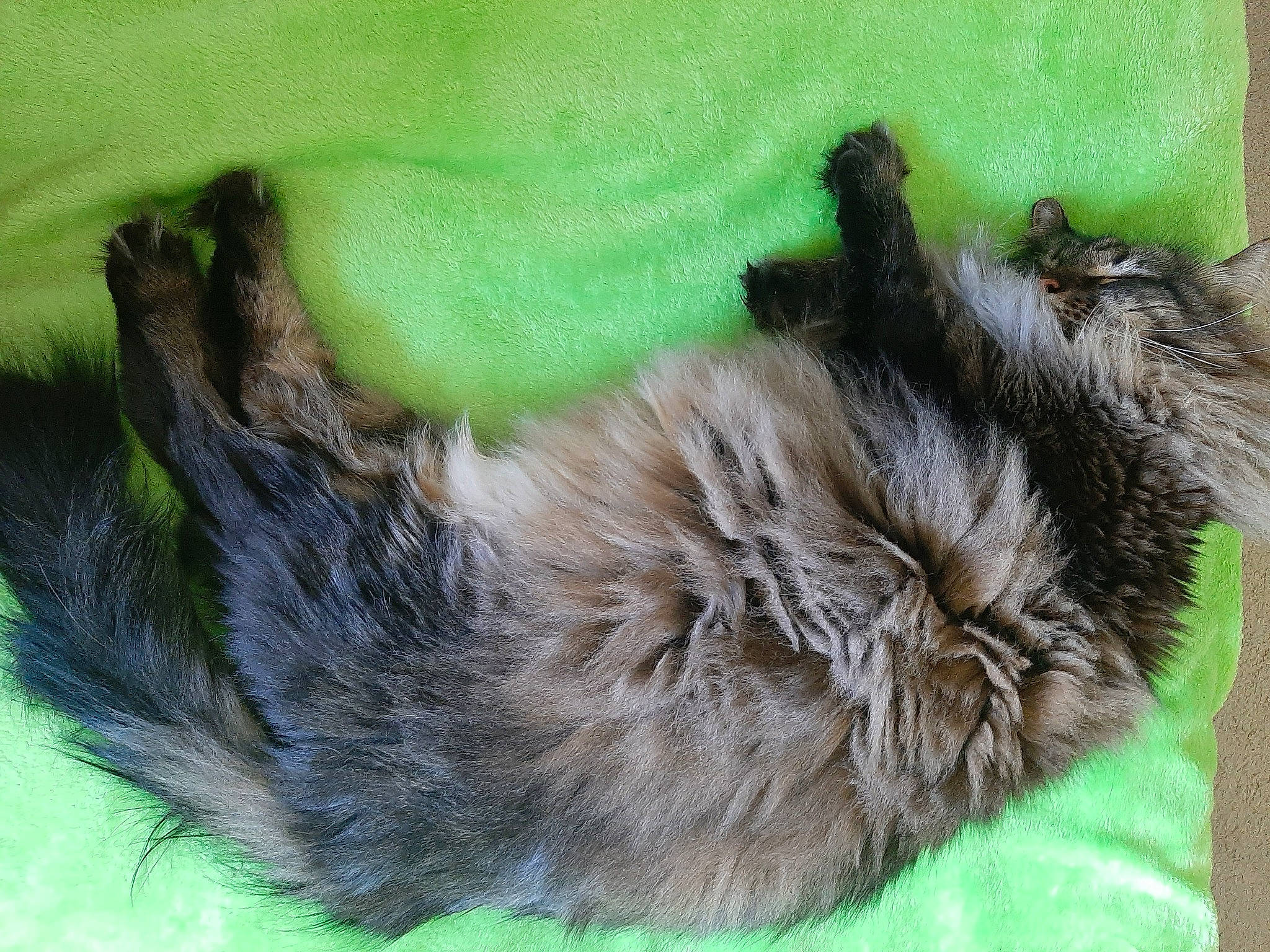 Stuart is registered to the contest to win money with this photo: canidae, carnivore, cat, claw, dog_breed, domestic_short_haired_cat, felidae, fur, grass, liver, paw, small_to_medium_sized_cats, tail, terrestrial_animal, whiskers