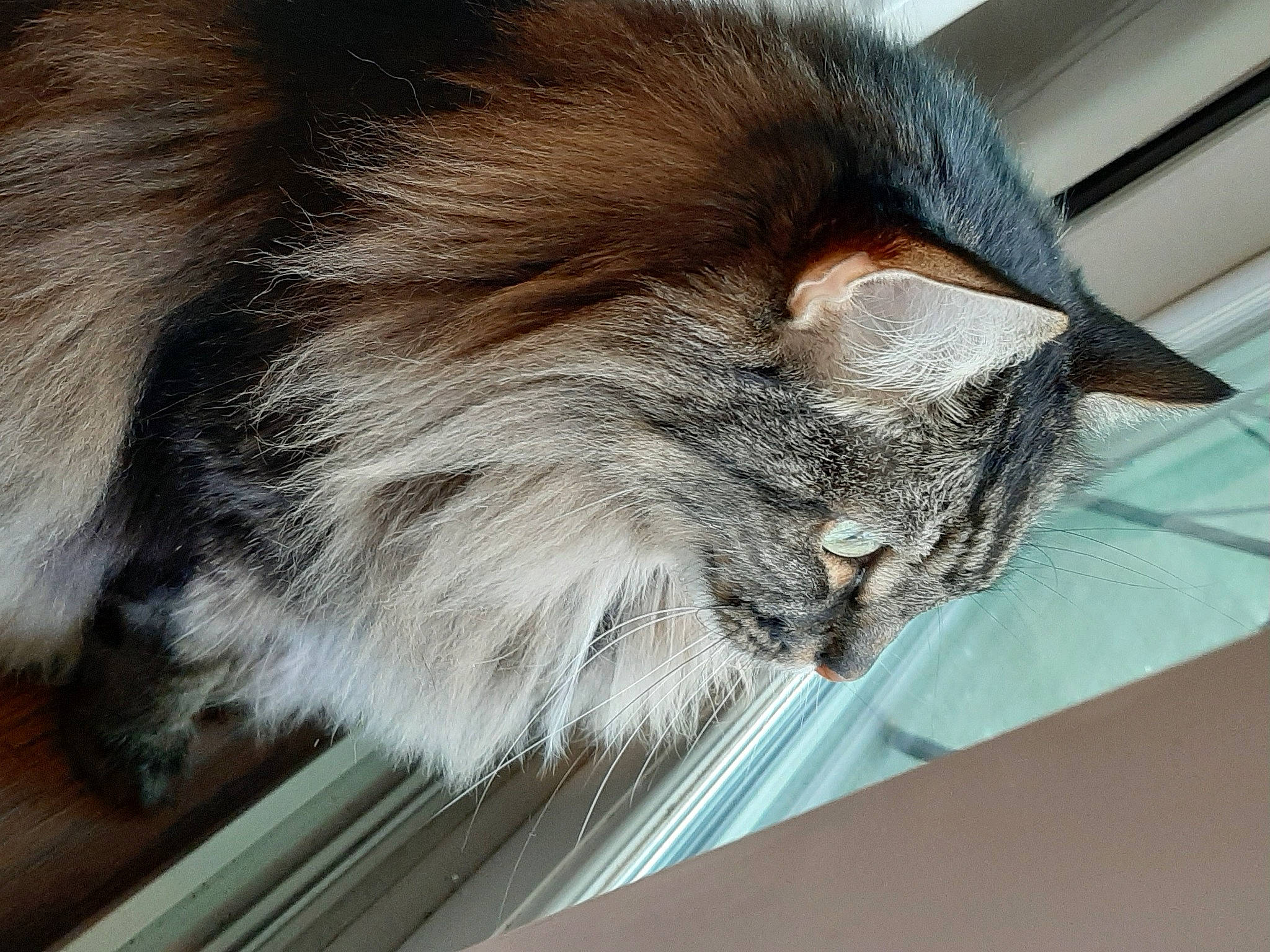 Stuart is registered to the contest to win money with this photo: box, carnivore, cat, claw, domestic_short_haired_cat, felidae, flooring, fur, natural_material, paw, small_to_medium_sized_cats, snout, tail, whiskers