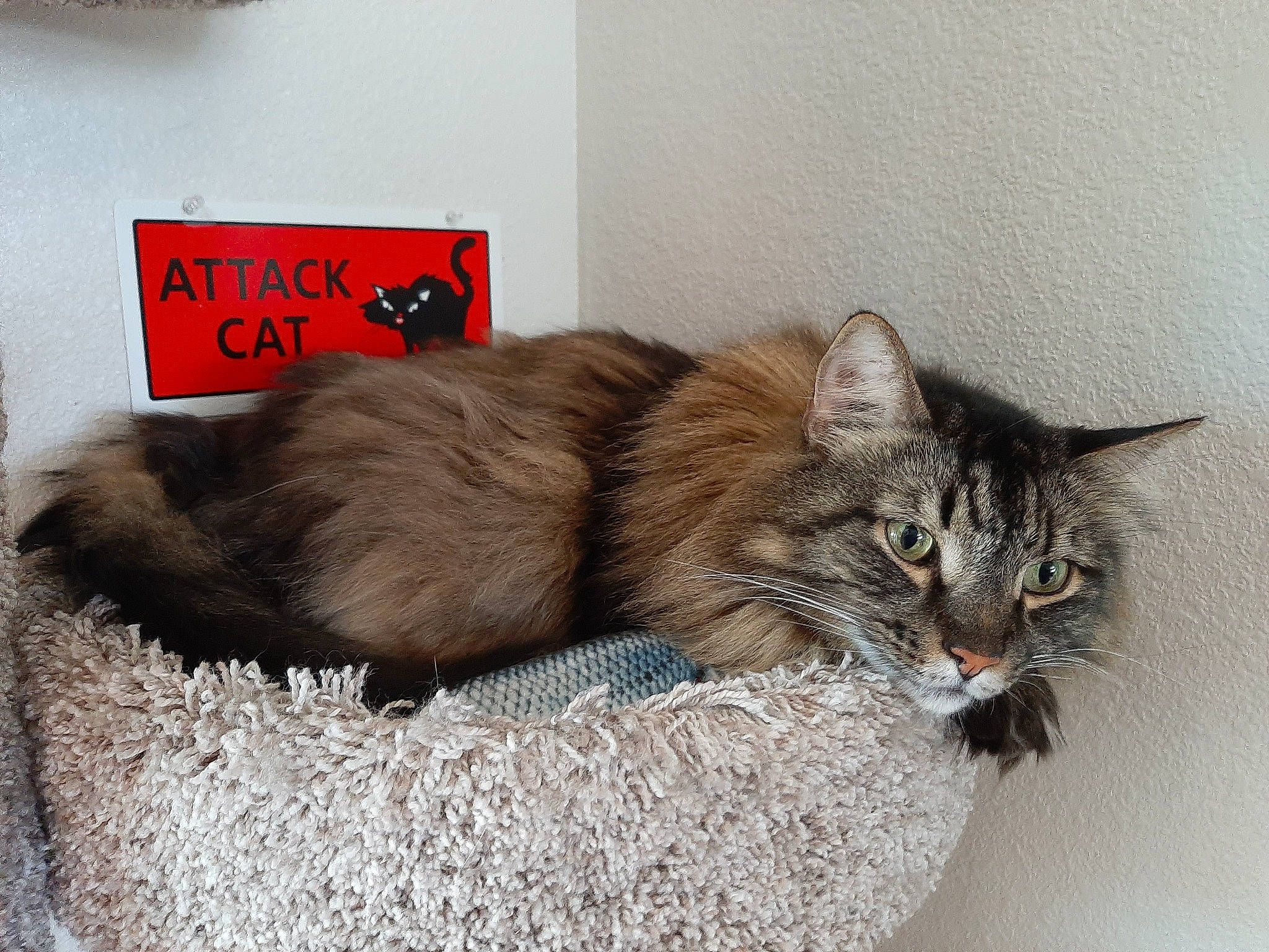 Stuart is registered to the contest to win money with this photo: box, carnivore, cat, cat_supply, claw, comfort, domestic_short_haired_cat, fawn, felidae, fur, grey, handwriting, nap, paw, small_to_medium_sized_cats, snout, tail, terrestrial_animal, whiskers, window