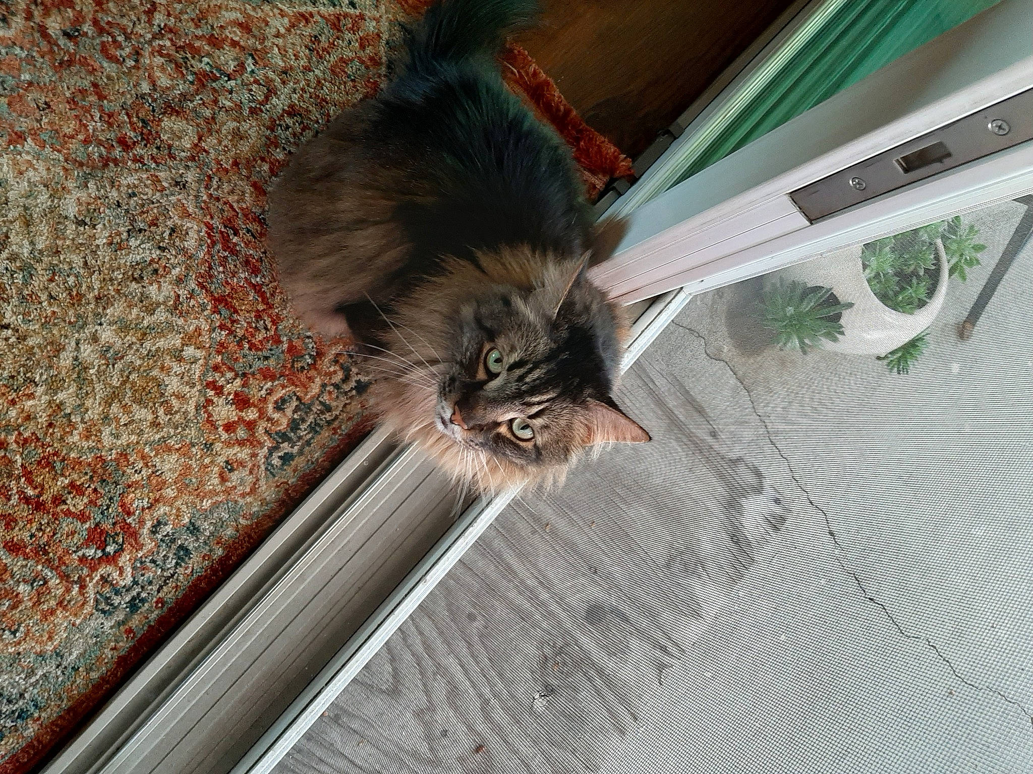 Stuart is registered to the contest to win money with this photo: automotive_tire, carnivore, cat, claw, domestic_short_haired_cat, felidae, floor, flooring, fur, glass, paw, plant, road_surface, small_to_medium_sized_cats, tail, terrestrial_animal, whiskers, window, windshield, wood