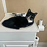 cat, sink, bathroom, black_and_white, domestic, relaxed, feline, cabinet, toilet_paper, tile_floor, wall, pet, animal, indoor, resting, looking, white, black, household, fur