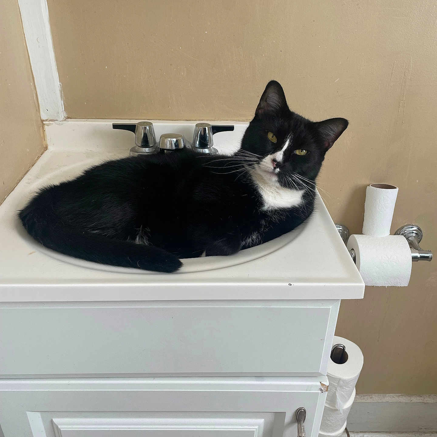 Kiera joined the competition — help win amazing prizes! cat, sink, bathroom, black_and_white, domestic, relaxed, feline, cabinet, toilet_paper, tile_floor, wall, pet, animal, indoor, resting, looking, white, black, household, fur