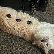 Girl is registered to the contest to win money with this photo: accessories, animal, bag, boots, carpet, cat, cream_color, cute, fluffy, fur, home, indoor, lying_down, pet, playful, relaxed, resting, rings, stretching, white