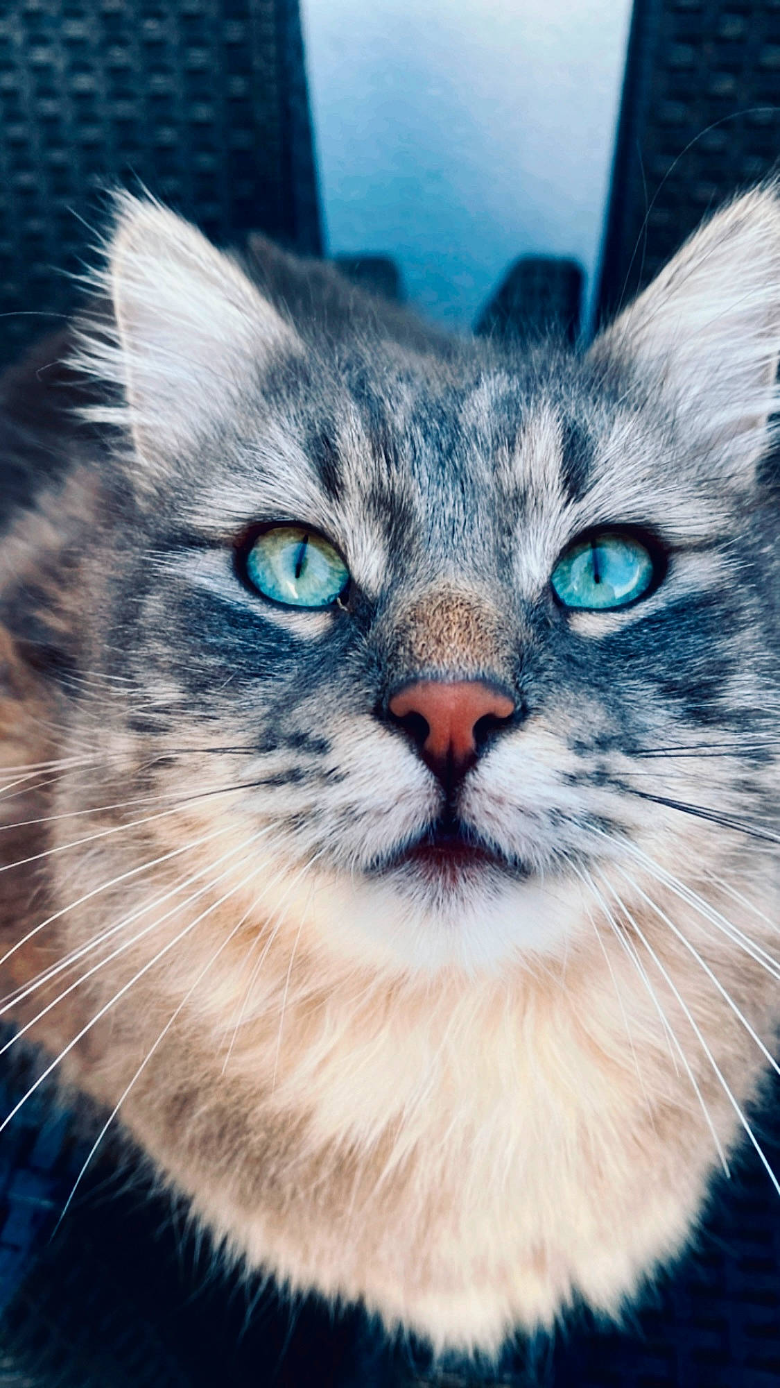 Simon a rejoint le concours — aidez-le/la à gagner de superbes lots ! birman, carnivore, cat, close_up, domestic_short_haired_cat, door, electric_blue, felidae, fur, grass, plant, sky, small_to_medium_sized_cats, snout, terrestrial_animal, tree, whiskers, wildlife, window