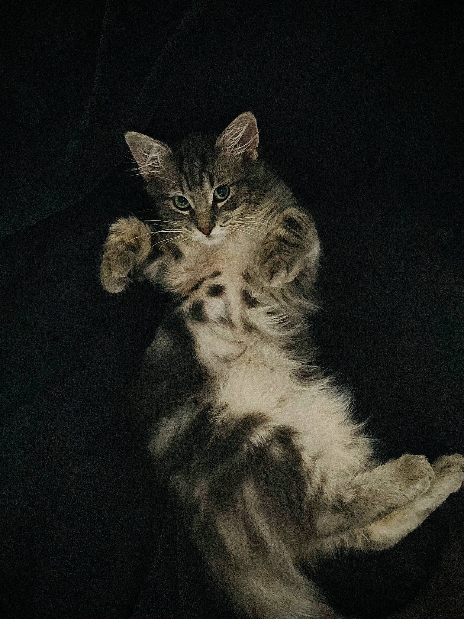 Simon participe au concours pour gagner de l'argent avec cette photo : art, carnivore, cat, claw, darkness, domestic_short_haired_cat, drawing, felidae, fur, gesture, illustration, monochrome, monochrome_photography, painting, paw, small_to_medium_sized_cats, snout, still_life_photography, tail, whiskers