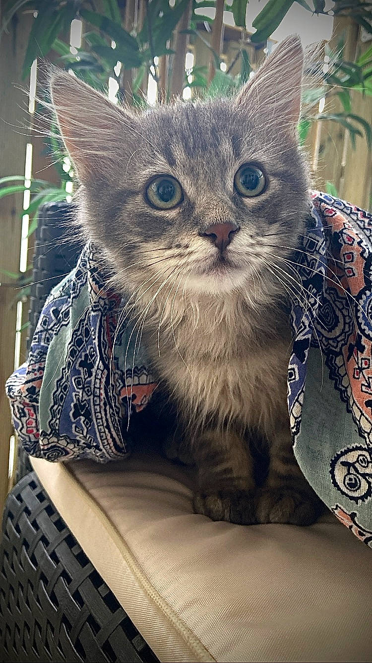 Simon participe au concours pour gagner de l'argent avec cette photo : basket, carnivore, cat, cat_supply, domestic_short_haired_cat, felidae, fur, pattern, paw, small_to_medium_sized_cats, snout, tail, whiskers