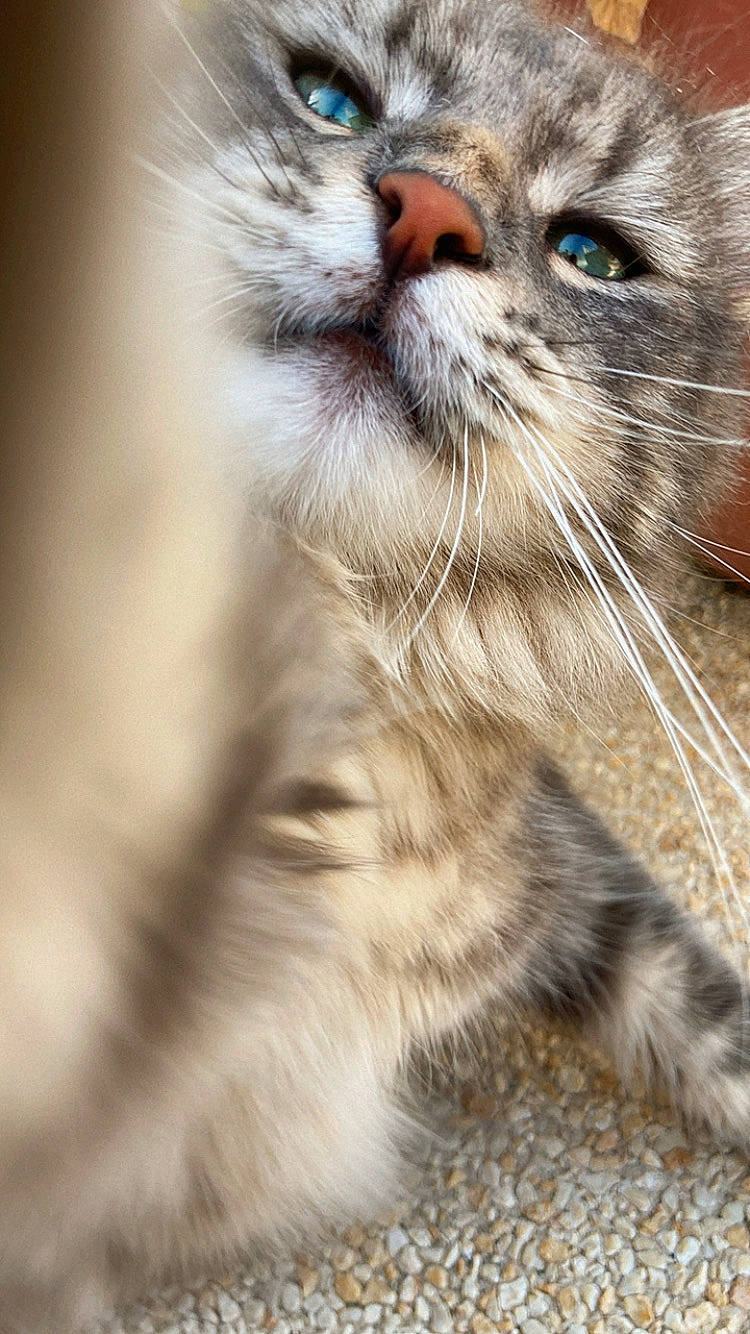 Simon a rejoint le concours — aidez-le/la à gagner de superbes lots ! carnivore, cat, claw, domestic_short_haired_cat, felidae, fur, iris, paw, small_to_medium_sized_cats, snout, terrestrial_animal, whiskers, window