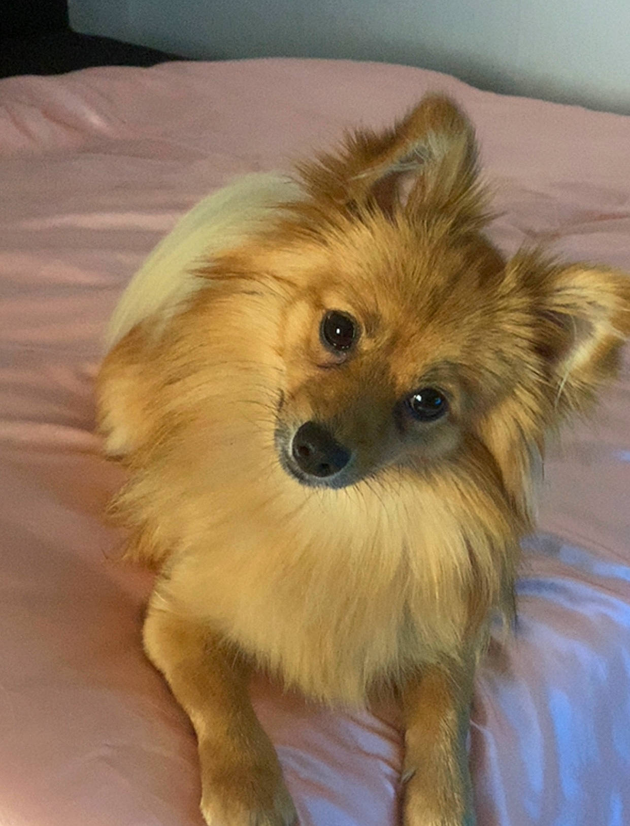 Myra a rejoint le concours — aidez-le/la à gagner de superbes lots ! canidae, carnivore, companion_dog, dog, dog_breed, fawn, fur, german_spitz, german_spitz_klein, german_spitz_mittel, mammal, pomeranian, puppy, rare_breed_dog, skin, snout, spitz, toy_dog, vertebrate, whiskers