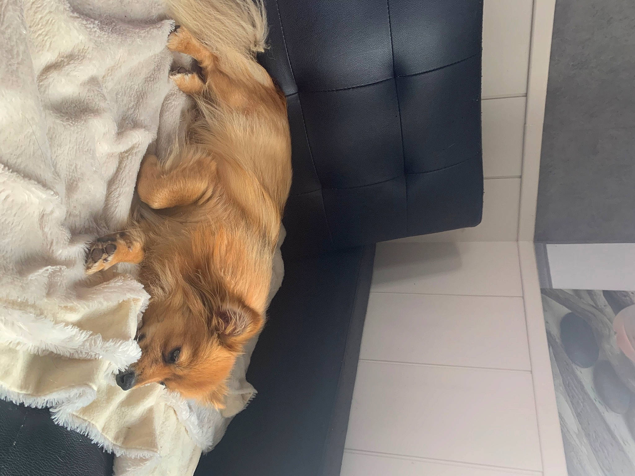 Myra a rejoint le concours — aidez-le/la à gagner de superbes lots ! canidae, carnivore, companion_dog, dog, dog_breed, fawn, fur, long_hair, puppy, sporting_group