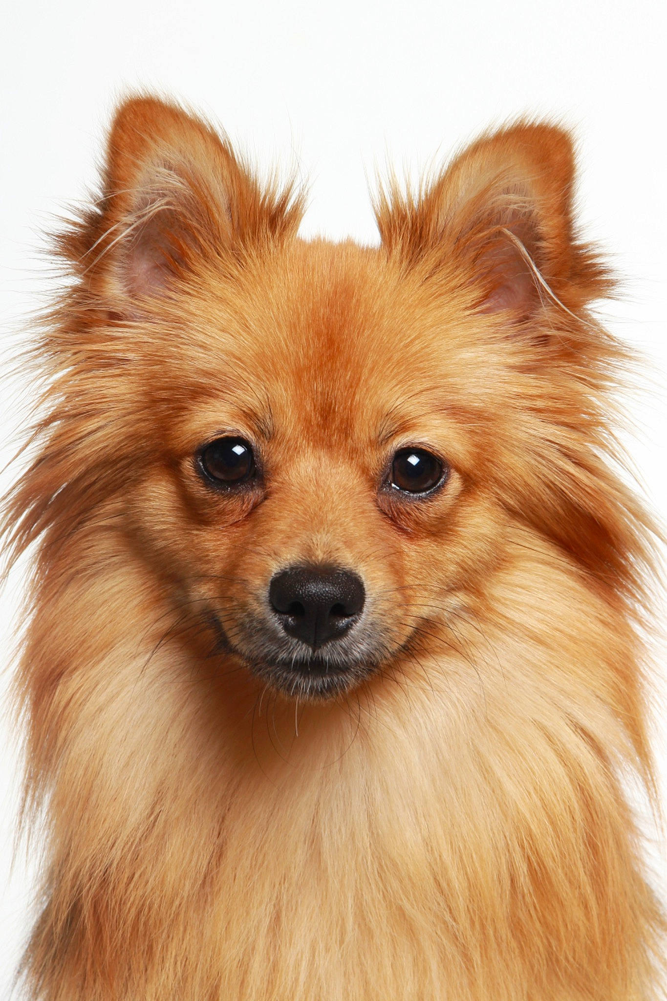 Myra participe au concours pour gagner de l'argent avec cette photo : ancient_dog_breeds, canidae, carnivore, companion_dog, dog, dog_breed, fur, german_spitz, german_spitz_klein, german_spitz_mittel, indian_spitz, mammal, non_sporting_group, pomeranian, snout, spitz, toy_dog, vertebrate, volpino_italiano, whiskers