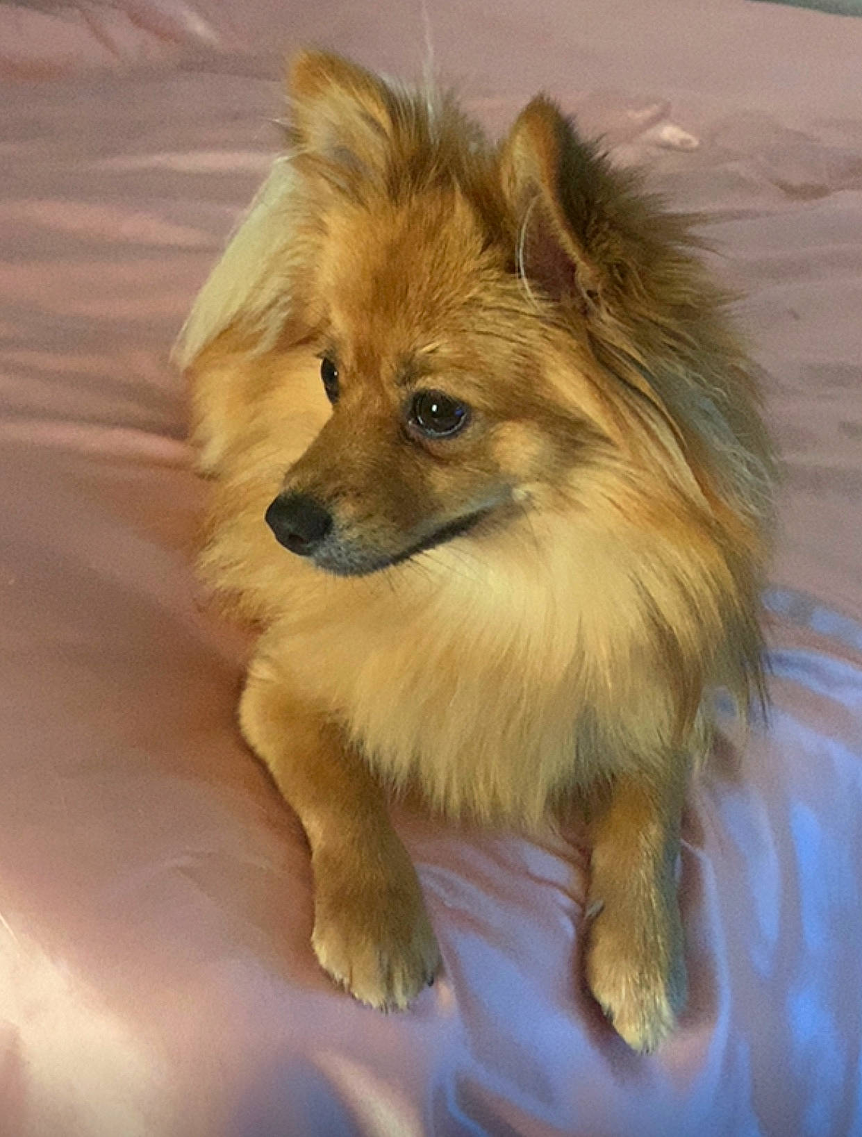 Myra participe au concours pour gagner de l'argent avec cette photo : canidae, carnivore, companion_dog, dog, dog_breed, fawn, german_spitz, german_spitz_klein, german_spitz_mittel, mammal, non_sporting_group, pomeranian, puppy, rare_breed_dog, snout, spitz, sporting_group, toy_dog, vertebrate, volpino_italiano