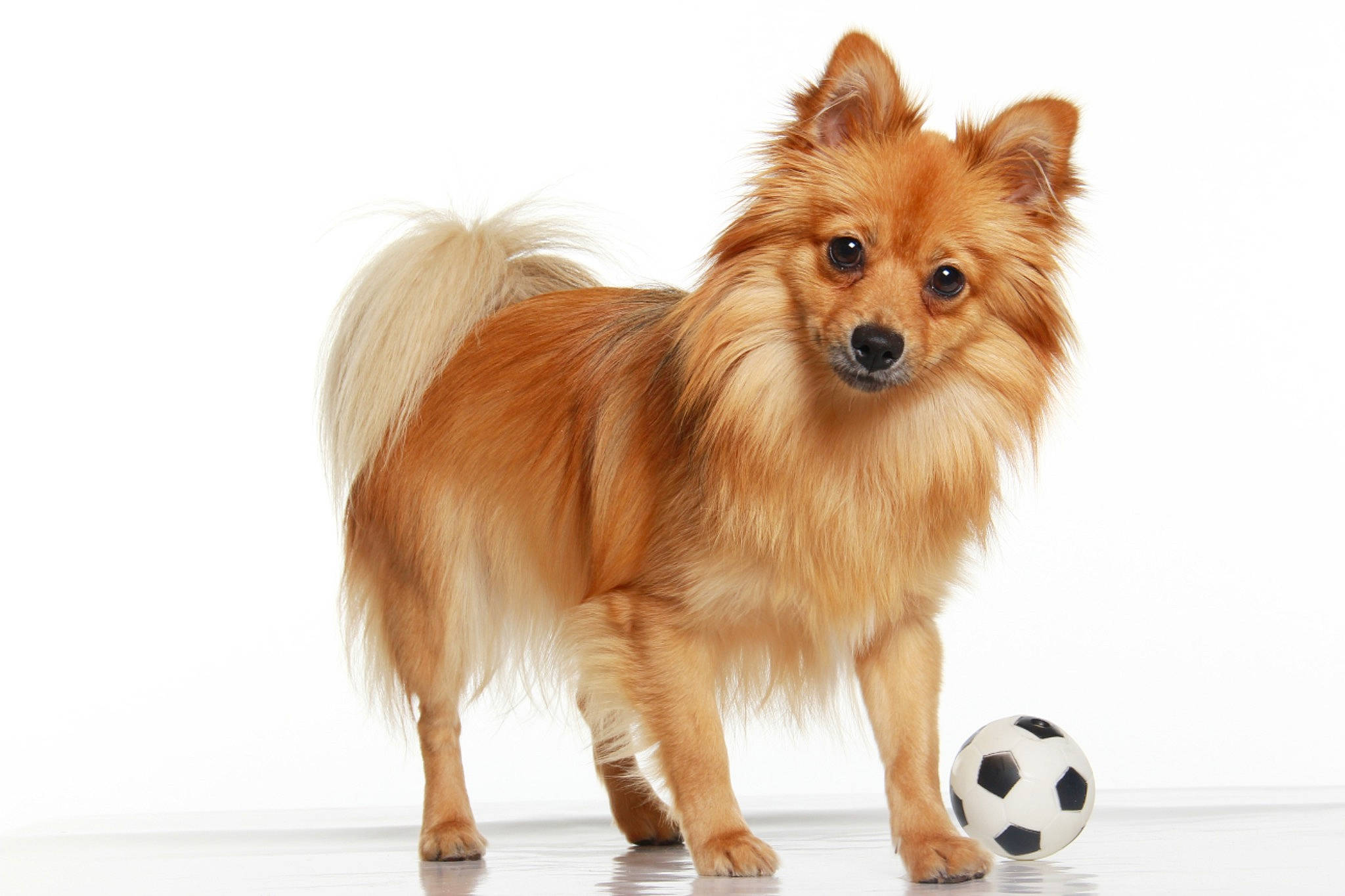Myra participe au concours pour gagner de l'argent avec cette photo : canidae, carnivore, companion_dog, dog, dog_breed, german_spitz, german_spitz_klein, german_spitz_mittel, mammal, papillon, pomeranian, puppy, rare_breed_dog, spitz, vertebrate