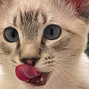 Frankie is registered to the contest to win money with this photo: cat, close_up, blue_eyes, tongue_out, whiskers, fur, pet, animal, cute, face, domestic_cat, mammal, pink_tongue, playful, expression, ears, nose, mouth, indoor, adorable