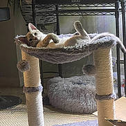 Frankie joined the competition — help win amazing prizes! cat, kitten, cat_tree, pet, indoor, hammock, plush, furry, relaxing, lounging, paw, whiskers, ear, cozy, home, furniture, sunlight, scratching_post, carpet, plant