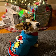 Teddy joined the competition — help win amazing prizes! animal, architecture, building, canine, cap, clothing, couch, dog, furniture, hat, hound, indoors, knitwear, livingroom, pet, plant, pottedplant, puppy, room, sweater