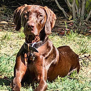 Ulka participe au concours pour gagner de l'argent avec cette photo : animal, backyard, brown_dog, canine, collar, dog, ears, eyes, fence, grass, leafy_plants, nature, outdoor, paws, pet, relaxed, resting, snout, summer, sunlight
