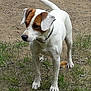 Guess a rejoint le concours — aidez-le/la à gagner de superbes lots ! carnivoran, companion_dog, danish_swedish_farmdog, dog, dog_breed, dog_breed_group, dog_like_mammal, feist, jack_russell_terrier, miniature_fox_terrier, parson_russell_terrier, plummer_terrier, russell_terrier, snout, tenterfield_terrier, terrier