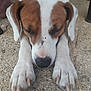 Guess a rejoint le concours — aidez-le/la à gagner de superbes lots ! american_foxhound, carnivoran, dog, dog_breed, dog_breed_group, dog_like_mammal, english_foxhound, harrier, rare_breed_dog, snout, treeing_walker_coonhound