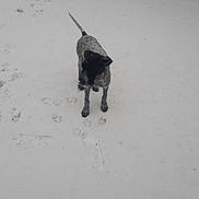 Louna a rejoint le concours — aidez-le/la à gagner de superbes lots ! blizzard, dog_like_mammal, freezing, ice, snow, winter, winter_storm