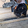 Louna participe au concours pour gagner de l'argent avec cette photo : dog, dog_breed, dog_breed_group, dog_like_mammal, snout