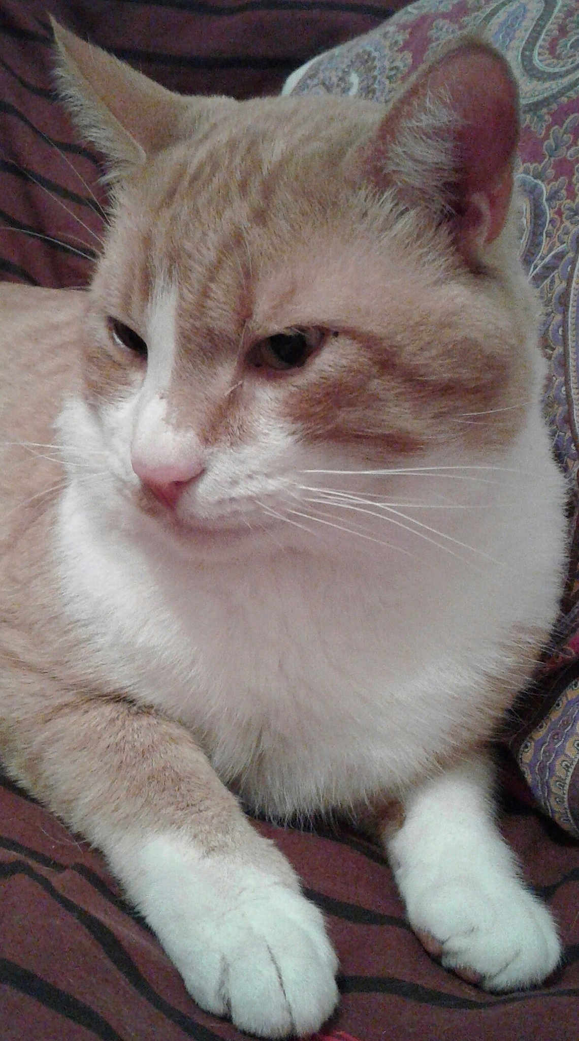 Caramel