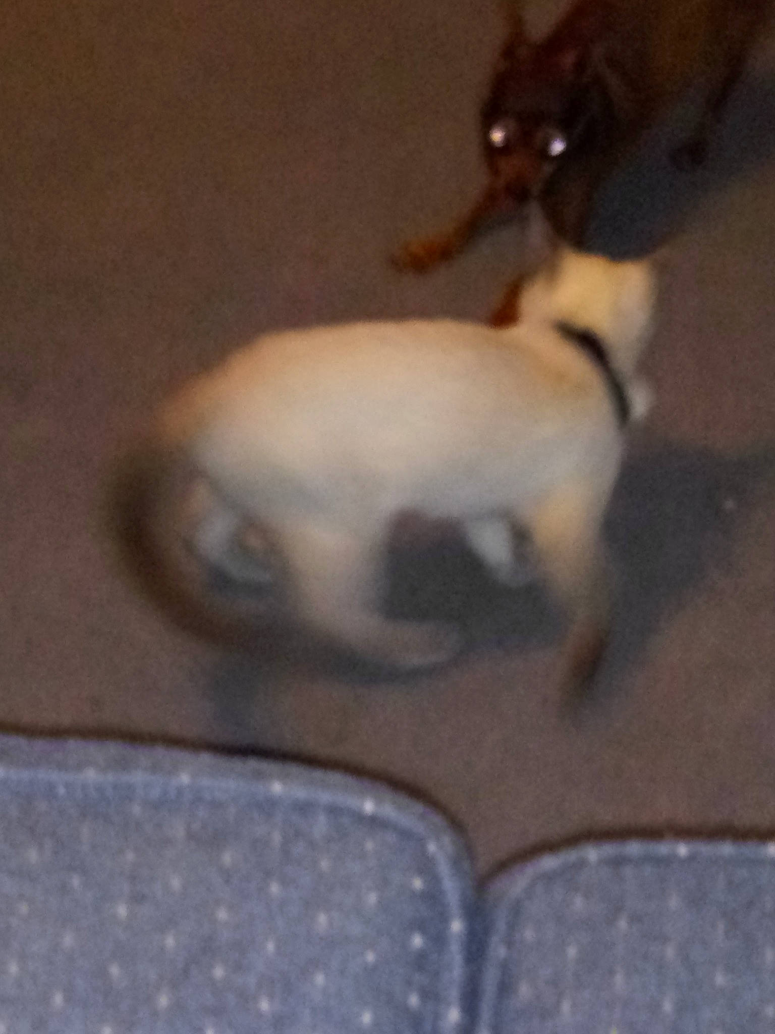 Montrose joined the competition — help win amazing prizes! canidae, carnivore, chihuahua, dog, dog_breed, fawn, puppy, tail, toy_dog