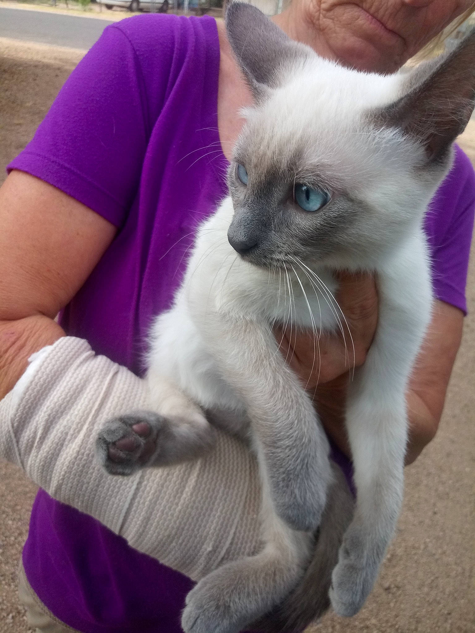 Montrose joined the competition — help win amazing prizes! asian, balinese, carnivore, cat, colorpoint_shorthair, felidae, himalayan, javanese, kitten, mammal, ojos_azules, oriental_longhair, oriental_shorthair, ragdoll, siamese, small_to_medium_sized_cats, thai, tonkinese, vertebrate, whiskers