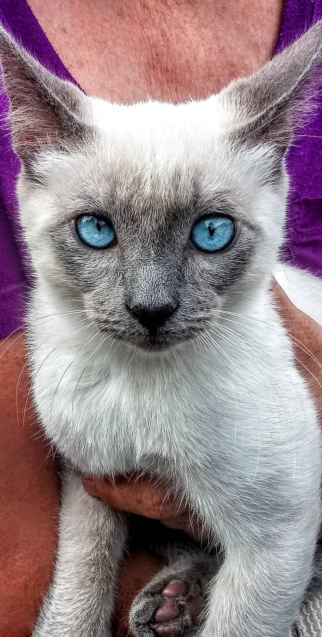 Montrose joined the competition — help win amazing prizes! asian, balinese, burmese, carnivore, cat, close_up, colorpoint_shorthair, eye, felidae, javanese, mammal, nose, ojos_azules, siamese, small_to_medium_sized_cats, snout, thai, tonkinese, vertebrate, whiskers