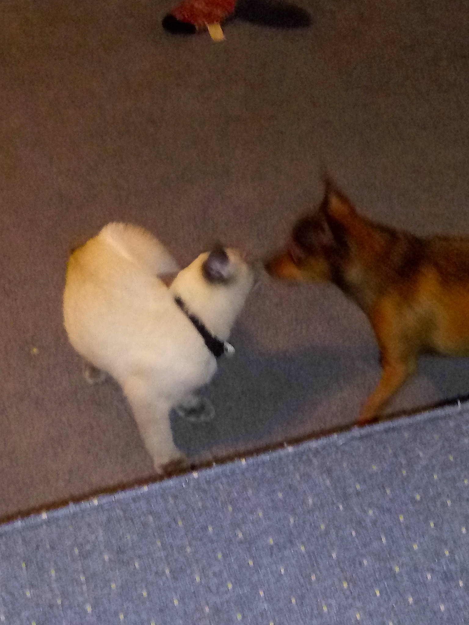 Montrose is registered to the contest to win money with this photo: canidae, carnivore, cat, chihuahua, dog, dog_breed, fawn, felidae, non_sporting_group, norwegian_buhund, norwegian_lundehund, pomeranian, puppy, tail, toy_dog