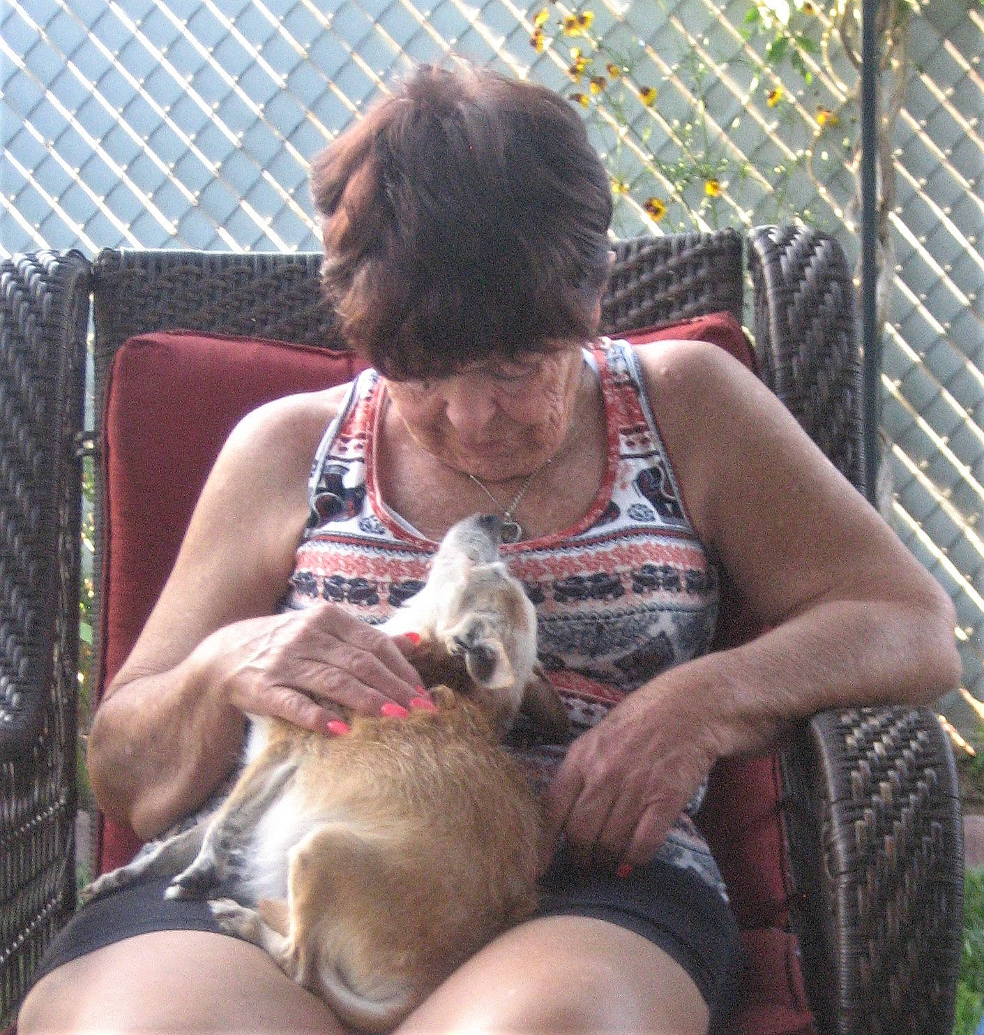 Ike is registered to the contest to win money with this photo: canidae, carnivore, fawn