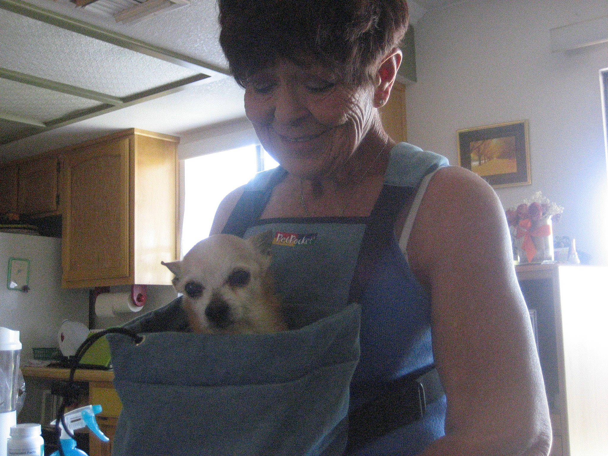 Ike joined the competition — help win amazing prizes! abdomen, canidae, carnivore, companion_dog, dog, dog_breed, ear, puppy