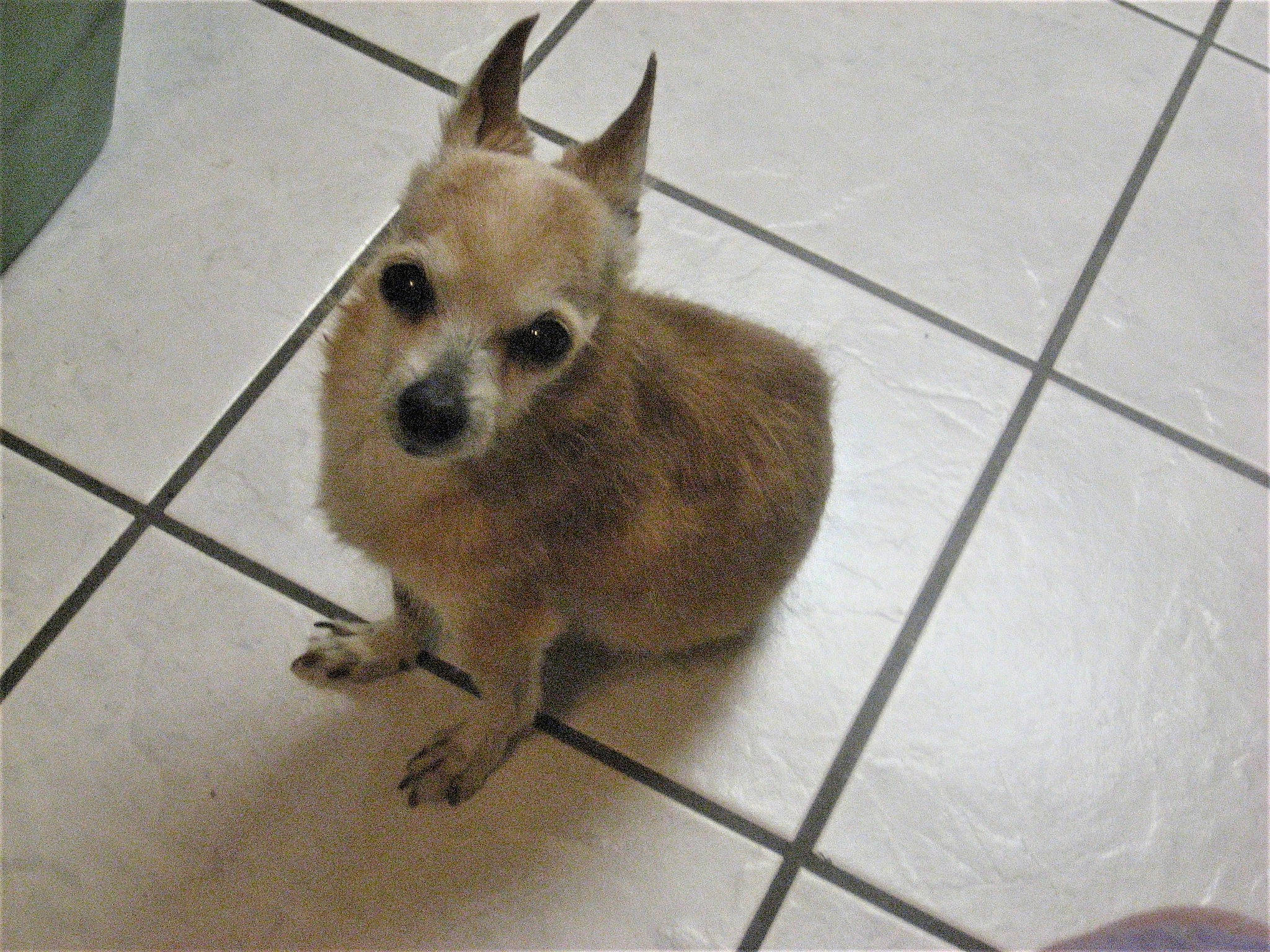 Ike joined the competition — help win amazing prizes! animal_shelter, canidae, carnivore, chihuahua, companion_dog, dog, dog_breed, fawn, mammal, snout, toy_dog, vertebrate, whiskers