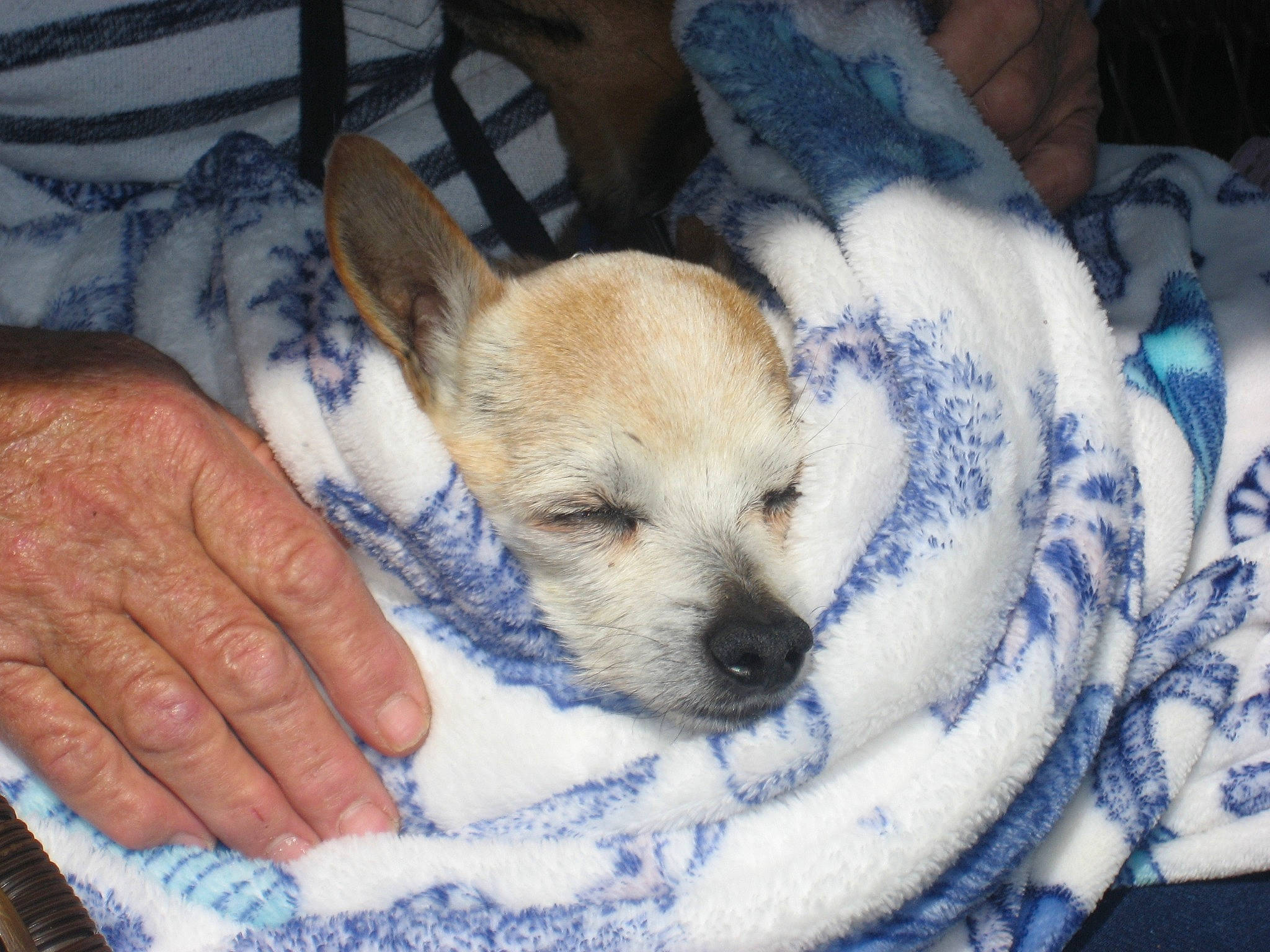 Ike joined the competition — help win amazing prizes! canidae, carnivore, chihuahua, companion_dog, dog, dog_breed, fawn, mammal, nap, norwich_terrier, puppy, puppy_love, rare_breed_dog, snout, toy_dog, vertebrate