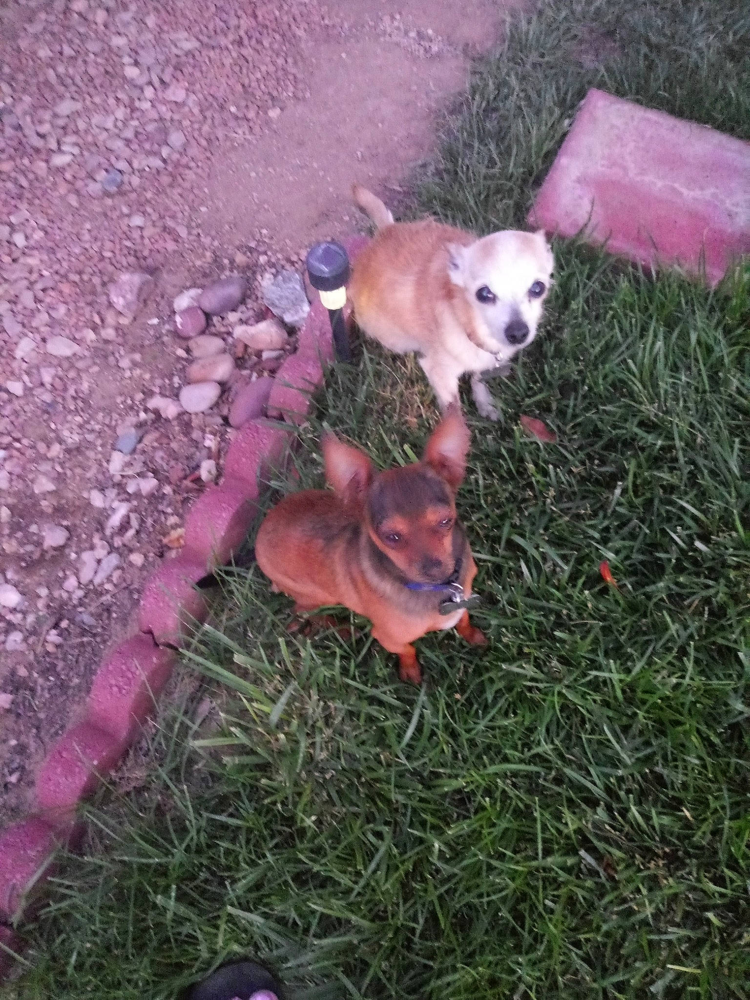 Romeo joined the competition — help win amazing prizes!