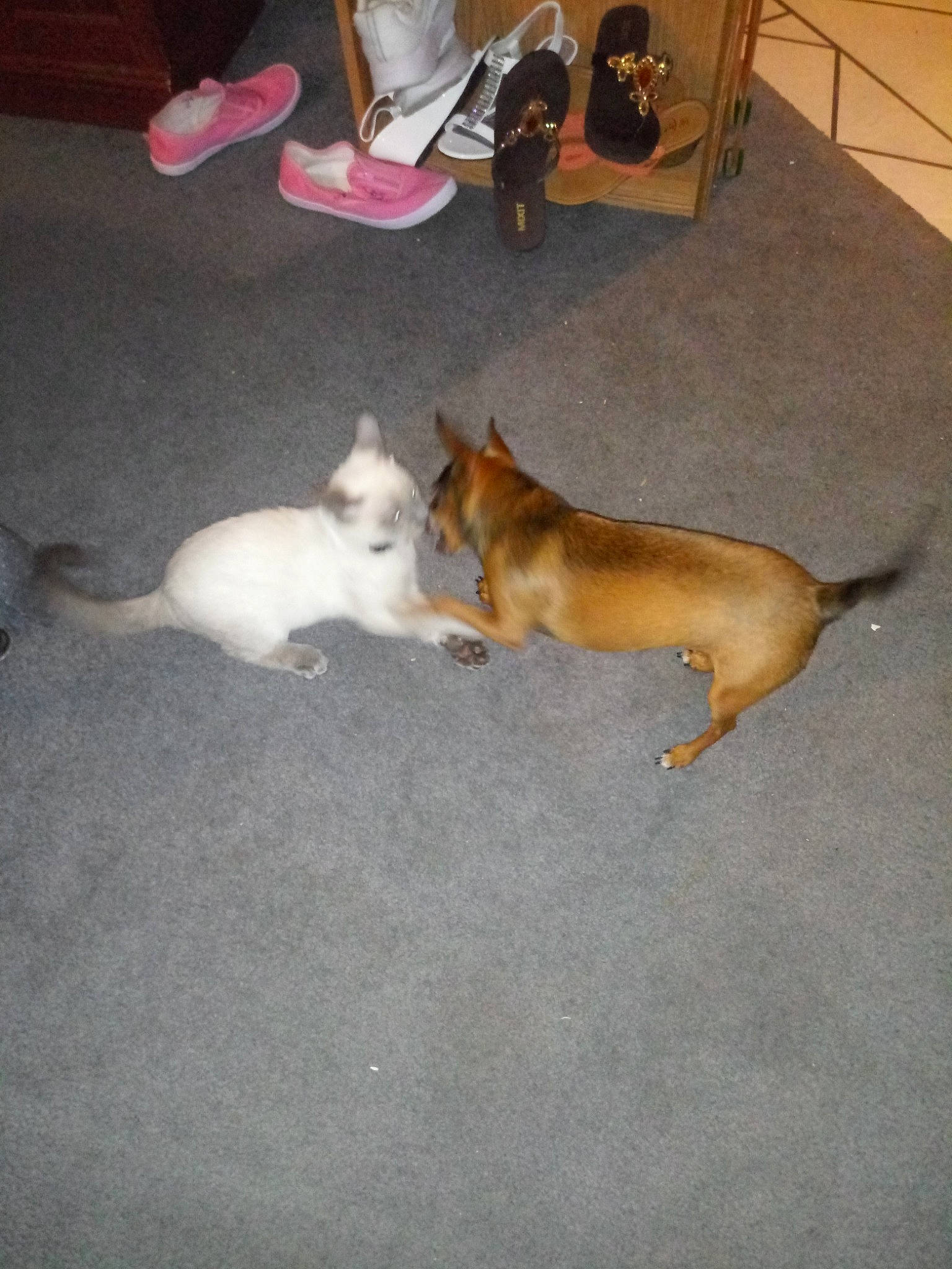 Romeo joined the competition — help win amazing prizes!