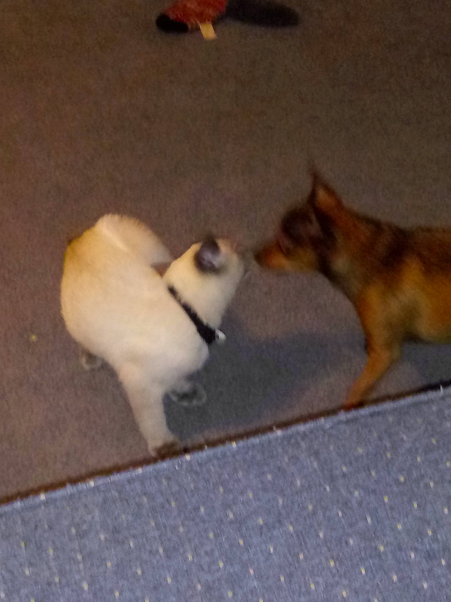 Romeo joined the competition — help win amazing prizes!