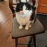 animal, black_and_white, cat, chair, curious, cushion, domestic, ears, feline, fluffy, home, indoor, kitchen, looking_at_camera, pet, sitting, tail, whiskers, wooden_floor, yellow_eyes