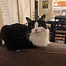 Hermione is registered to the contest to win money with this photo: cat, black_and_white, fluffy, long_hair, pet, animal, portrait, indoors, living_room, sofa, furniture, sitting, lying_down, looking_at_camera, whiskers, pink_nose, pointed_ears, tuxedo_cat, home, cozy