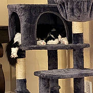Hermione joined the competition — help win amazing prizes! cat, cat_tree, indoor, pet, feline, black_and_white, sleeping, cozy, fur, paws, tail, plush, multi_level, resting, home, animal, relaxed, furniture, scratching_post, toy