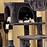 cat, cat_tree, indoor, pet, feline, black_and_white, sleeping, cozy, fur, paws, tail, plush, multi_level, resting, home, animal, relaxed, furniture, scratching_post, toy