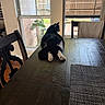 Hermione is registered to the contest to win money with this photo: cat, black_and_white, animal, pet, table, wooden_table, chair, indoor, window, sunlight, backyard, fence, plant, relaxing, paws, furniture, home, daylight, resting, cozy