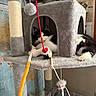 animal, black_and_white_cat, cat, cat_toy, cat_tree, cozy, curious, feline, furniture, hiding, home, indoor, map, newspaper, pet, playful, plush, red_string, resting, toy_mouse