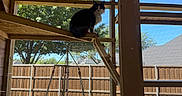 Hermione is registered to the contest to win money with this photo: animal, backyard, black_and_white, blue_sky, cat, curious, daytime, fence, hanging_basket, macrame, outdoor, perched, pet, quiet, screened_enclosure, sunlight, tree, window_screen, wood, wooden_shelf