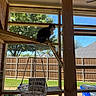 animal, backyard, black_and_white, blue_sky, cat, curious, daytime, fence, hanging_basket, macrame, outdoor, perched, pet, quiet, screened_enclosure, sunlight, tree, window_screen, wood, wooden_shelf