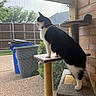 Hermione joined the competition — help win amazing prizes! animal, black_and_white, brick_wall, cat, cat_tree, collar, curious, daylight, fence, greenery, home, indoor, looking_out, mesh_screen, outdoor, pet, side_view, standing, trash_bin, window
